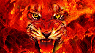 Tiger mouth open fire background - a tiger free wallpaper