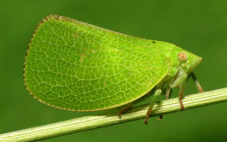 Green bug on stem with - free nature wallpaper
