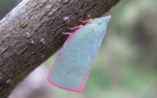 Blue pink insect tree branch - free forest wallpaper
