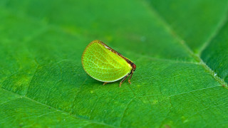 Green bug green leaf sunlight - free nature wallpaper