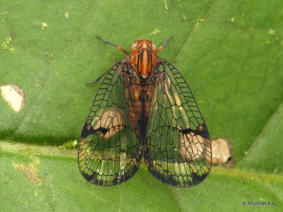 Close up bug leaf nearby - a close up of a bug free wallpaper