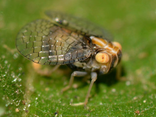 Bug green leaf water drops - a close up of a bug free wallpaper