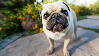 Small pug rock sun flowers - a rock outside free wallpaper
