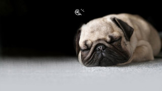 Small dog sleeping floor thought - its eye free wallpaper