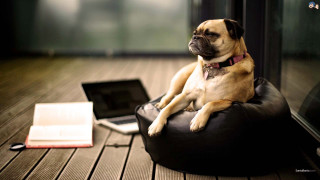 Dog bean bag laptop book 2 - the floor next free wallpaper