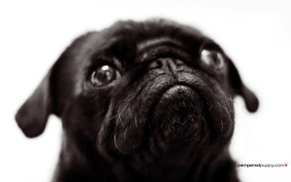 Black dog sad looking up - a black nose free wallpaper