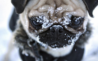 Pug snow sad looking camera - a pug dog free wallpaper