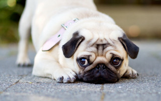 Small pug laying ground pink - its neck free wallpaper