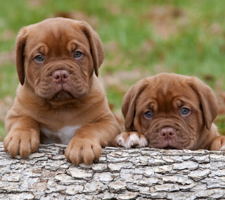 Puppies sitting log grass outside - outside free wallpaper