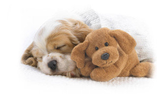 Dog sleeping stuffed animal blanket 2 - its head on free wallpaper