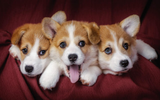 Three puppies red blanket tongue - their tongue free wallpaper