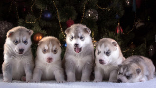 Puppies christmas tree lights holiday - a christmas tree free wallpaper