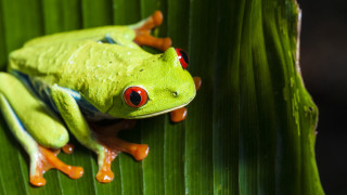 Green frog red eyes leaf 3 - red eye free wallpaper
