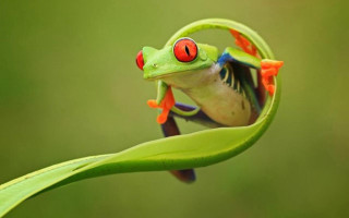 Frog red eyes leaf back - a frog free wallpaper