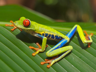 Green frog red eye leaf - a red eye free wallpaper