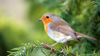 Small bird perched branch macro - a small bird free wallpaper
