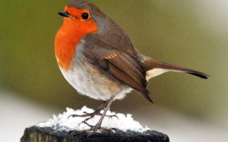 Small bird wood snow green - a small bird free wallpaper