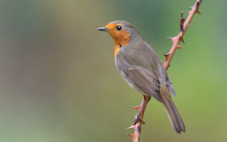 Small bird perched branch blurry 3 - a blurry background of leaves free wallpaper