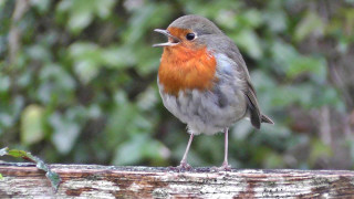 Small bird red orange branch - a small bird free wallpaper