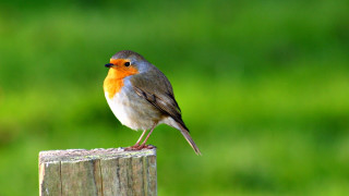 Small bird perched wooden post - massurrealism free wallpaper