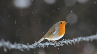 Small bird perched wire snow - a small bird free wallpaper