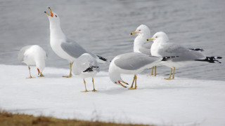 Seagulls snow covered beach water - the waters edge free wallpaper