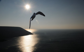 Bird flying ocean sunshine reflection - the background and the water free wallpaper