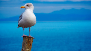 Seagull wooden post ocean mountains - a seagull free wallpaper