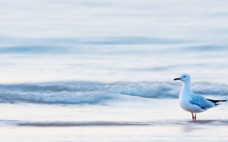 Seagull standing beach looking water - blue sky free wallpaper