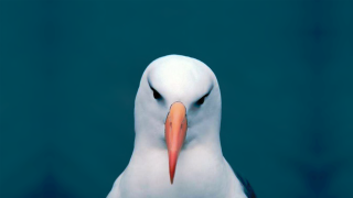 White bird surrealism album cover - a red beak free wallpaper