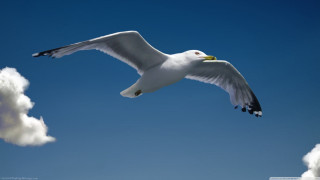 Seagull flying blue sky white - a seagull free wallpaper