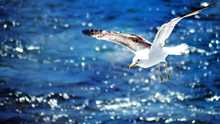 Seagull flying ocean wings spread 2 - a seagull free wallpaper
