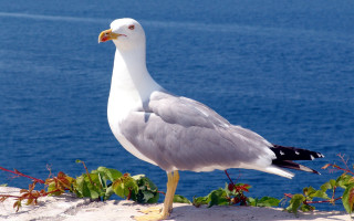 Seagull beach ocean boat foreground - a seagull free wallpaper