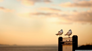 Seagulls post beach sunset dawn - a post free wallpaper