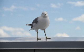 Seagull roof legs crossed head - a roof free wallpaper