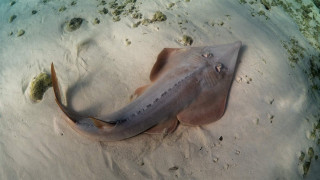 Large fish sandy beach water - real life skin free wallpaper