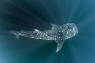 Whale swimming ocean light fish - winning free wallpaper