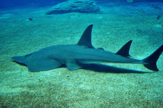 Large black shark ocean rocks - an illustration free wallpaper