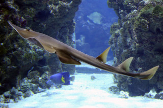 Large fish aquarium swimming rock - farid mansour free wallpaper