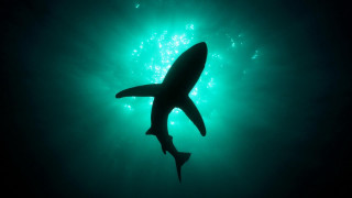 Shark swimming ocean night light - a shark swimming in the ocean free wallpaper