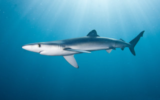 Shark swimming ocean sunbeams fish - a shark swimming in the ocean free wallpaper