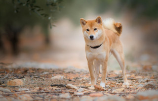 Small dog rocky ground woods - rocky free wallpaper