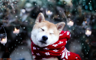 Dog scarf candlelight snow falling 2 - brian snøddy free wallpaper for desktop