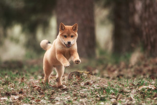 Small dog running forest leaves - the ground and grass free wallpaper