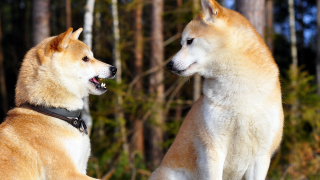Dogs woods balance blurry depth - its mouth open free wallpaper