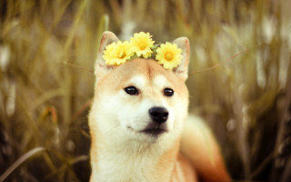 Dog flower hair sitting tall - andrew law free wallpaper