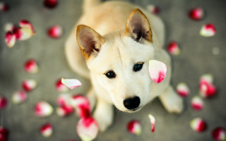 White dog blue eyes rose - chang daichien free wallpaper