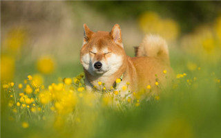 Dog laying field flowers grass - dan content free wallpaper