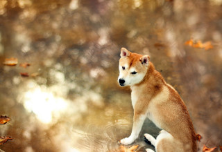 Dog sitting rock woods leaves - chang daichien free wallpaper