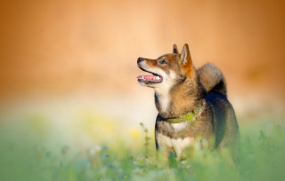 Dog standing field grass mouth 2 - tongue free wallpaper